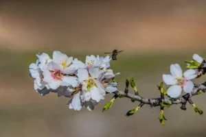 [141] Primavera Emilio Serrano Higueras