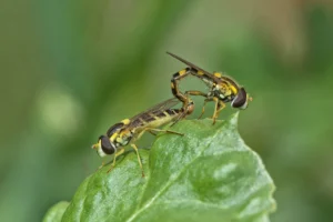 [147] Love Paqui Hermosilla