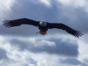 [150] El rey delos cielos Rafael Maldonado Garcia