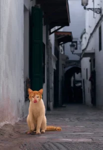 [153] BUEN PROVECHO Luis Villanueva