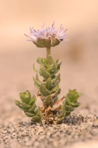 [159] Jasione corymbosa Juan Carlos Soto Sánchez