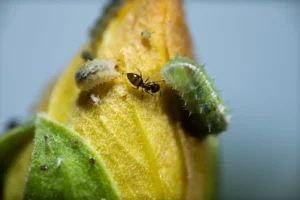 [161] Hormiga y compañia Francisco Pinto Calzado