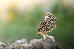 [166] Llueve Arturo Montes de Oca