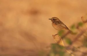 [172] Taravilla José López Díaz