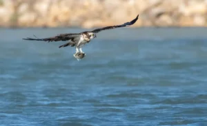 [175] Pandion haliaetus Manuel Suárez Diánez