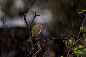 [176] Petirrojo bajo la lluvia Antonio Benítez Paz