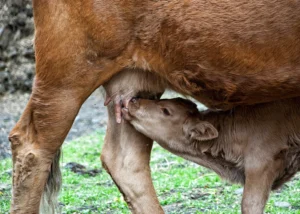 [181] Maternidad Juan García Parrado