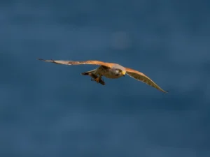 [185] El almuerzo Vicente Victoriano Rodriguez Ortiz de Galisteo