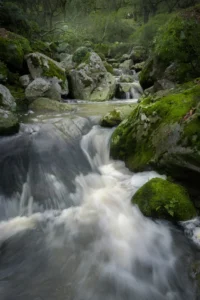 [196] Arroyo en La Sauceda Francisco Jose Centeno García