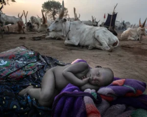 [197] Despertando entre vacas Fernando Morales Clavijo