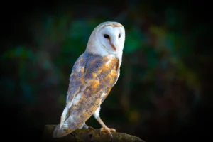 [201] Belleza de la noche Modesto Jiménez Espinosa