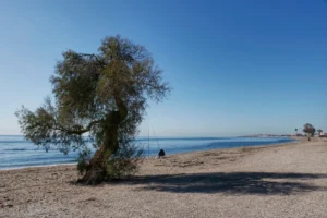 [202] Taray a pie de playa Catalina Soto Díaz