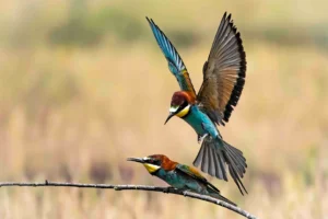 [206] Cuidado que voy Josè Lozano