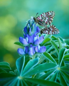 [213] Llegó la primavera Miguel Pedreño Martínez