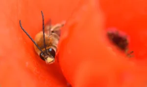 [214] Durmiente Jose Cobo Torralbo