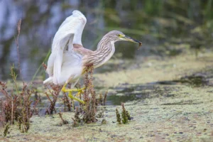 [226] Garcilla cangrejera Manuel Salvador Martín