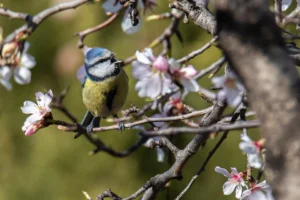 [229] Cantos de primavera Francisco Pérez de Rosas Baena