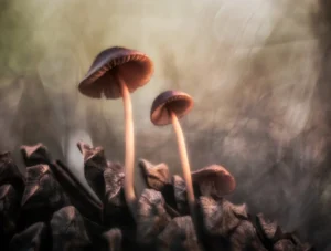 [232] La familia Enrique Octavio Tivoli Viladoms