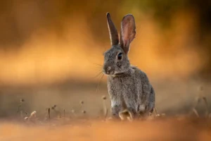 [234] Conejo en bebedero Adolfo Etchemendi Rivero