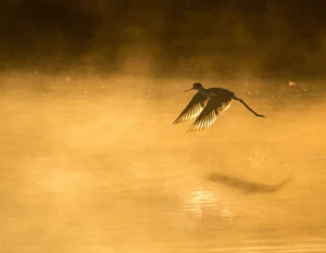 [240] Naturaleza en movimiento Aurelia Montiel Molina