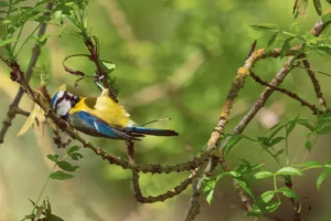 [242] Hora de jugar Estefanía González Morro