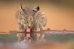 [243] Pureza Pablo Barrena