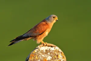 [246] Primilla macho Blas David Fernández Pérez