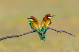 [247] Vigilantes a ambos lados Manuel García Garcia