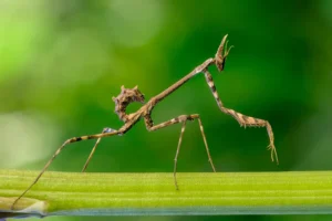 [251] Depredador Diego Salvador Alcedo