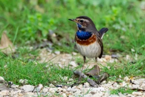 [253] Pechiazul Manuel Acosta Garcia