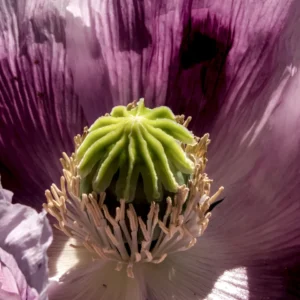 [254] amapola Adalberto Romero Bernal