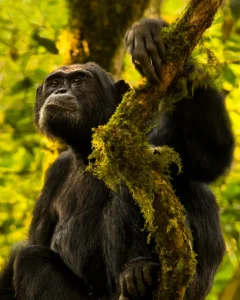[258] En la profundidad de la jungla Pedro Torres Hernández