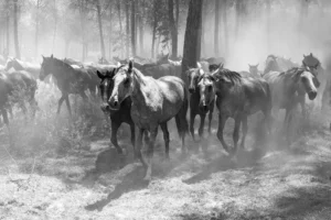 [263] Sombra en las arenas Juan Manuel Moncayo González