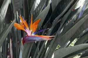 [264] bird flower Juana Barrionuevo