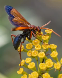 [269] Avispa Halcón Paco Civantos Castilla