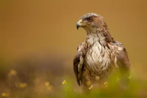 [271] Abrázame LORENA VIRGINIA ANGARITA CASTRO