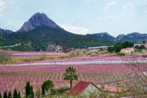 [275] Campo de melocotón francisco Javier Vilchez Sanchez