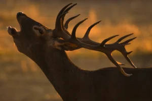 [290] AL AMANECER Lucas Benjumea Becerra