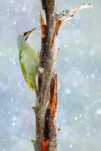 [293] Bajo la nevada Andrés Luis Domínguez Blanco
