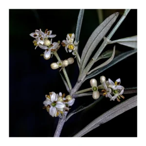 [297] FLOR DE OLIVO Pedro Martínez Latorre