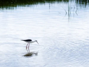[303] Vida Fernando Zaragoza García