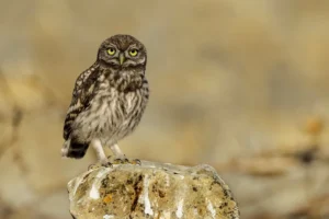 [305] LA MIRADA DEL MOCHUELO ANTONIO ROMERO NIETO