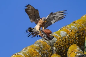 [315] Falcos Naumannis Juan Antonio Estudillo Salas