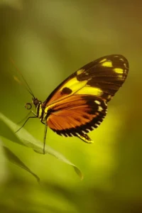 [320] Elegante Ingrid Mekionyte