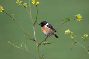 [323] Tarabilla Juan Manuel Valverde Ramírez