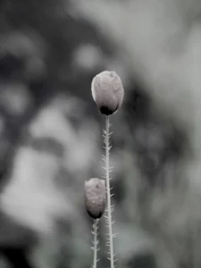 [327] El gris de la Amapola Pepa García Rosa