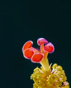 [328] Hibiscus Jesús M González Domínguez