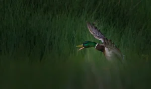 [335] Cogiendo Vuelo Antonio Ruiz Aguilera