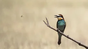 [346] Umm Francisco Barrionuevo Perez