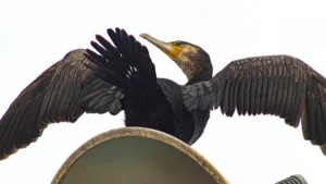 [350] Preparado Angel Pavon